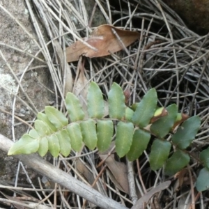 Pellaea calidirupium at Theodore, ACT - 17 Oct 2019