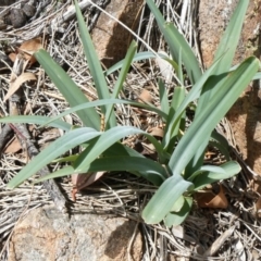 Arthropodium milleflorum (Vanilla Lily) at Tuggeranong Hill - 17 Oct 2019 by Owen