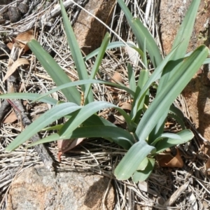 Arthropodium milleflorum at Theodore, ACT - 17 Oct 2019 12:06 PM