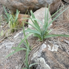 Arthropodium milleflorum at Theodore, ACT - 17 Oct 2019