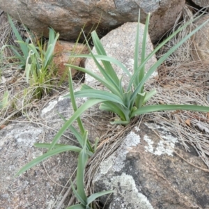 Arthropodium milleflorum at Theodore, ACT - 17 Oct 2019 12:06 PM