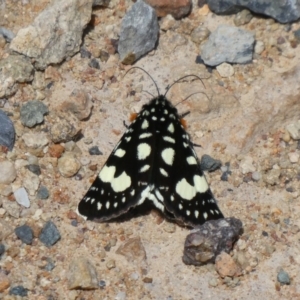 Periscepta polysticta at Theodore, ACT - 17 Oct 2019