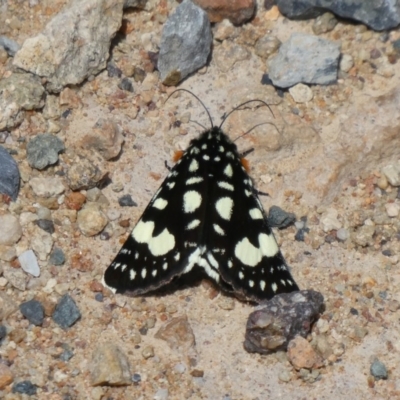 Periscepta polysticta (Spotted Day Moth) at Tuggeranong Hill - 17 Oct 2019 by Owen