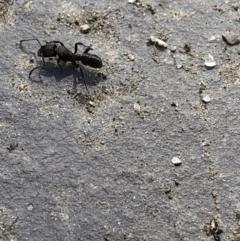 Rhytidoponera metallica (Greenhead ant) at Aranda, ACT - 17 Oct 2019 by Jubeyjubes