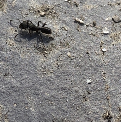 Rhytidoponera metallica (Greenhead ant) at Aranda, ACT - 17 Oct 2019 by Jubeyjubes