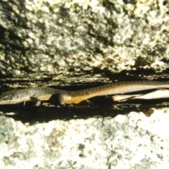 Egernia saxatilis (Black Rock Skink) at Cotter River, ACT - 12 Oct 1997 by Jenjen