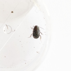 Blattodea (order) (Unidentified cockroach) at Garran, ACT - 17 Oct 2019 by ruthkerruish