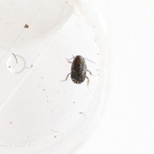 Blattodea (order) at Garran, ACT - 18 Oct 2019 09:48 AM