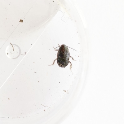 Blattodea (order) (Unidentified cockroach) at Garran, ACT - 18 Oct 2019 by ruthkerruish