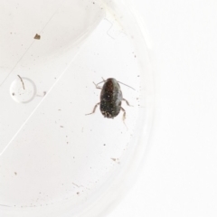 Blattodea sp. (order) (Unidentified cockroach) at Garran, ACT - 17 Oct 2019 by ruthkerruish