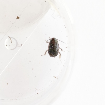 Blattodea (order) (Unidentified cockroach) at Garran, ACT - 17 Oct 2019 by ruthkerruish