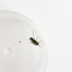 Blattodea (order) at Garran, ACT - 18 Oct 2019 09:48 AM