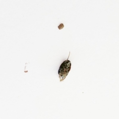 Blattodea (order) at Garran, ACT - 18 Oct 2019 09:48 AM