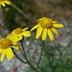 Senecio madagascariensis (Madagascan Fireweed, Fireweed) at Turner, ACT - 17 Oct 2019 by Mike