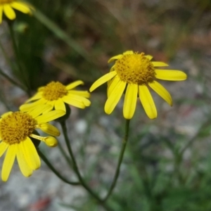 Senecio madagascariensis at Braddon, ACT - 17 Oct 2019 01:48 PM