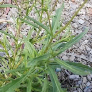 Senecio madagascariensis at Braddon, ACT - 17 Oct 2019 01:48 PM