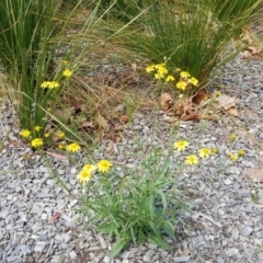 Senecio madagascariensis at Braddon, ACT - 17 Oct 2019 01:48 PM