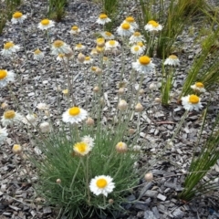 Rhodanthe anthemoides (Chamomile Sunray) at City Renewal Authority Area - 17 Oct 2019 by Mike