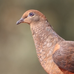 Macropygia phasianella (Brown Cuckoo-dove) at Merimbula, NSW - 17 Oct 2019 by Leo