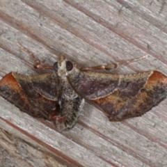 Gauna aegusalis (Pyraline moth) at Rosedale, NSW - 6 Oct 2019 by jb2602