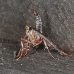 Gauna aegusalis at Rosedale, NSW - 6 Oct 2019 09:57 PM