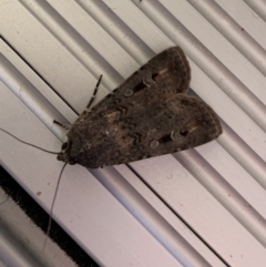 Agrotis infusa (Bogong Moth, Common Cutworm) at Reid, ACT - 16 Oct 2019 by JanetRussell