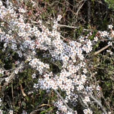 Gaudium multicaule (Teatree) at Percival Hill - 15 Oct 2019 by Harrisi