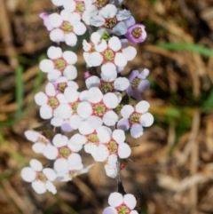 Gaudium multicaule at Nicholls, ACT - 15 Oct 2019