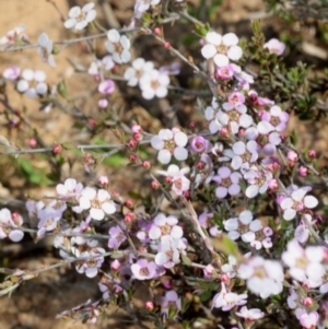 Gaudium multicaule at Nicholls, ACT - 15 Oct 2019