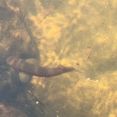 Galaxias olidus (TBC) at Wingecarribee Local Government Area - 17 Oct 2019 by ESP