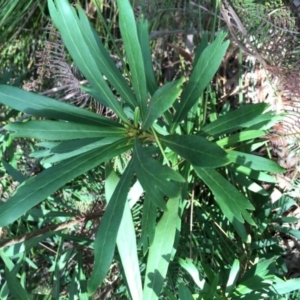 Telopea mongaensis at Fitzroy Falls - 17 Oct 2019