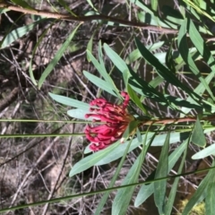 Telopea mongaensis at Fitzroy Falls - 17 Oct 2019 02:30 PM