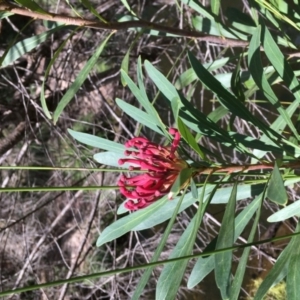 Telopea mongaensis at Fitzroy Falls - 17 Oct 2019