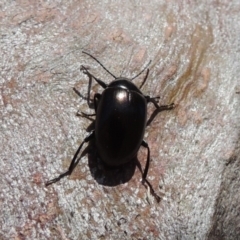 Chalcopteroides spectabilis (Rainbow darkling beetle) at Tharwa, ACT - 9 Oct 2019 by michaelb