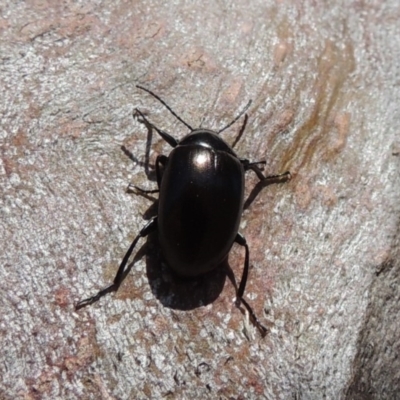 Chalcopteroides spectabilis (Rainbow darkling beetle) at Point Hut to Tharwa - 9 Oct 2019 by michaelb