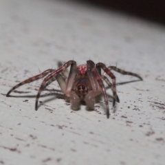 Araneidae (family) (Orb weaver) at ANBG - 3 Oct 2019 by TimL