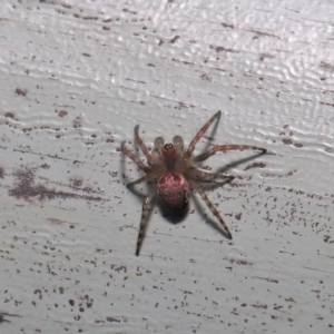 Araneidae (family) at ANBG - 3 Oct 2019