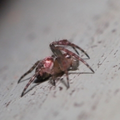 Araneidae (family) at ANBG - 3 Oct 2019