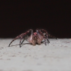 Araneidae (family) at ANBG - 3 Oct 2019