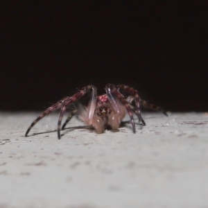 Araneidae (family) at ANBG - 3 Oct 2019