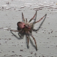 Araneidae (family) at ANBG - 3 Oct 2019