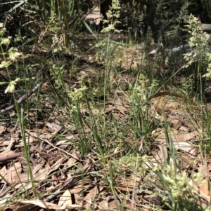 Poa pratensis at Aranda, ACT - 18 Oct 2019 11:11 AM