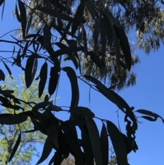 Eucalyptus rubida subsp. rubida (Candlebark) at Aranda, ACT - 18 Oct 2019 by Jubeyjubes
