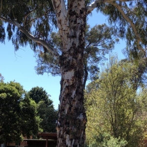 Eucalyptus rubida subsp. rubida at Aranda, ACT - 18 Oct 2019