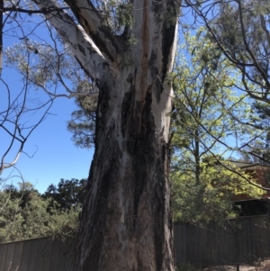 Eucalyptus sp. at Aranda, ACT - 18 Oct 2019