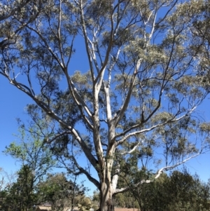 Eucalyptus sp. at Aranda, ACT - 18 Oct 2019