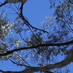 Eucalyptus sp. at Aranda, ACT - 18 Oct 2019 11:05 AM