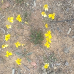 Goodenia pinnatifida (Scrambled Eggs) at Hughes Grassy Woodland - 17 Oct 2019 by Rohan