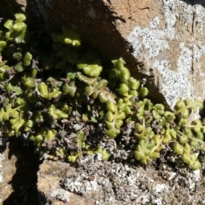 Asplenium subglandulosum at Theodore, ACT - 18 Oct 2019 09:28 AM