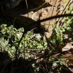 Asplenium flabellifolium (Necklace Fern) at Theodore, ACT - 17 Oct 2019 by Owen